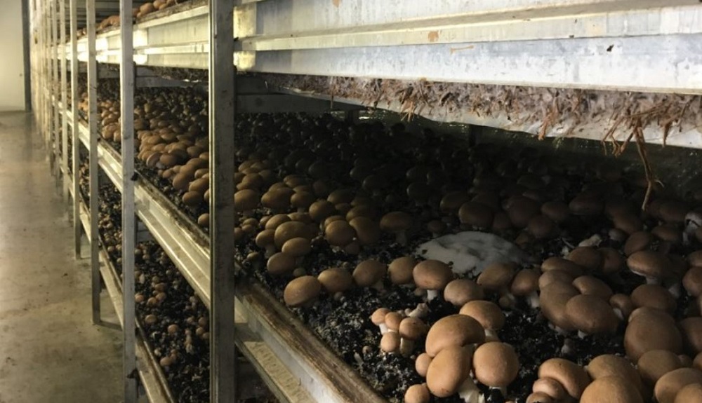 Commercial mushrooms on shelves in a tunnel
